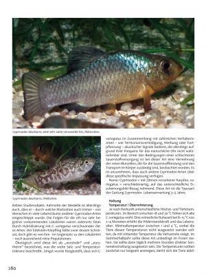 Fundulus zebrinus