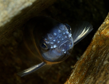 Pimephales promelas